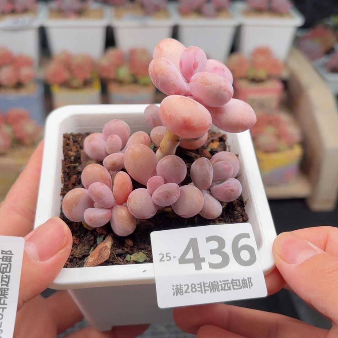 桃蛋群 一物一拍