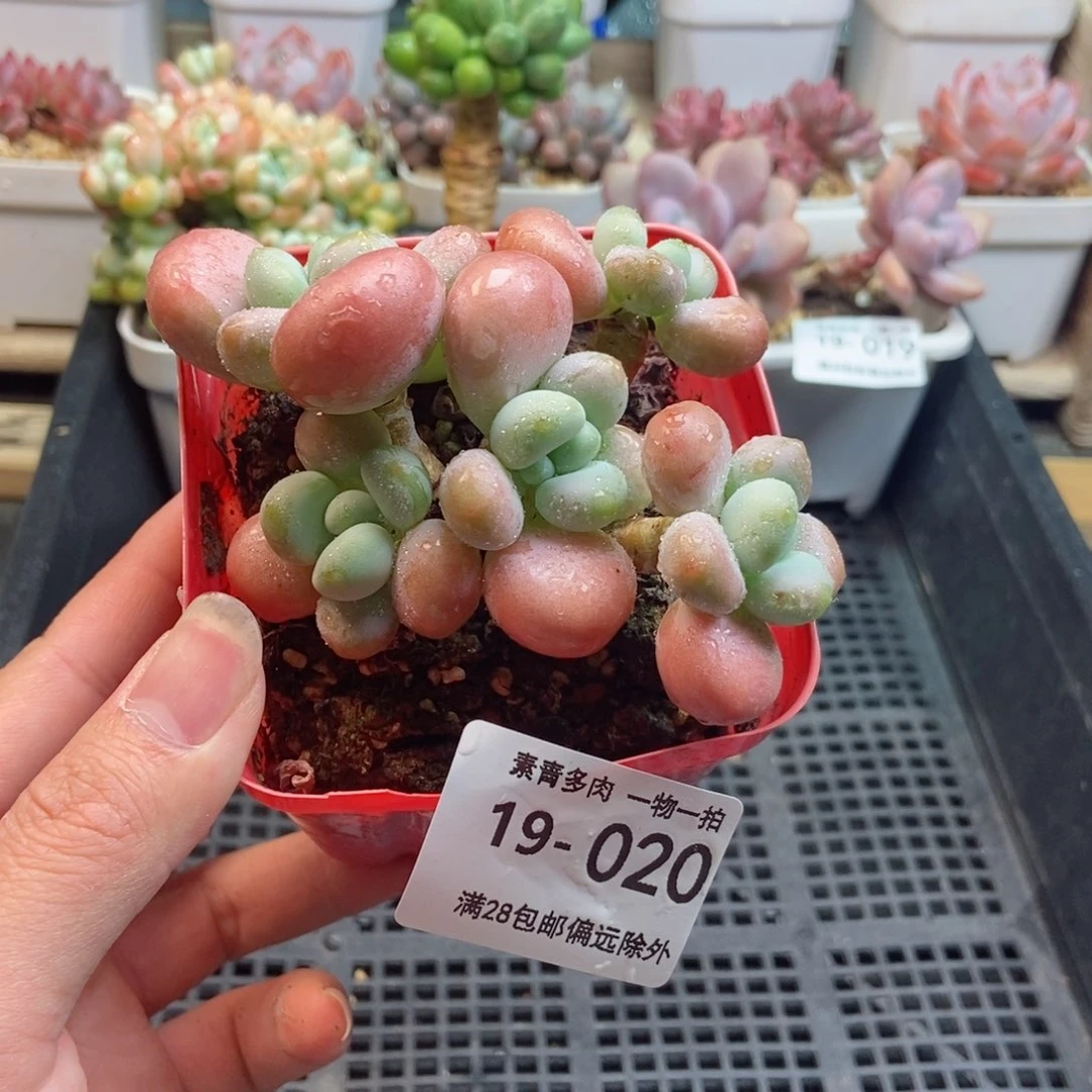 花朵洛神 一物一拍