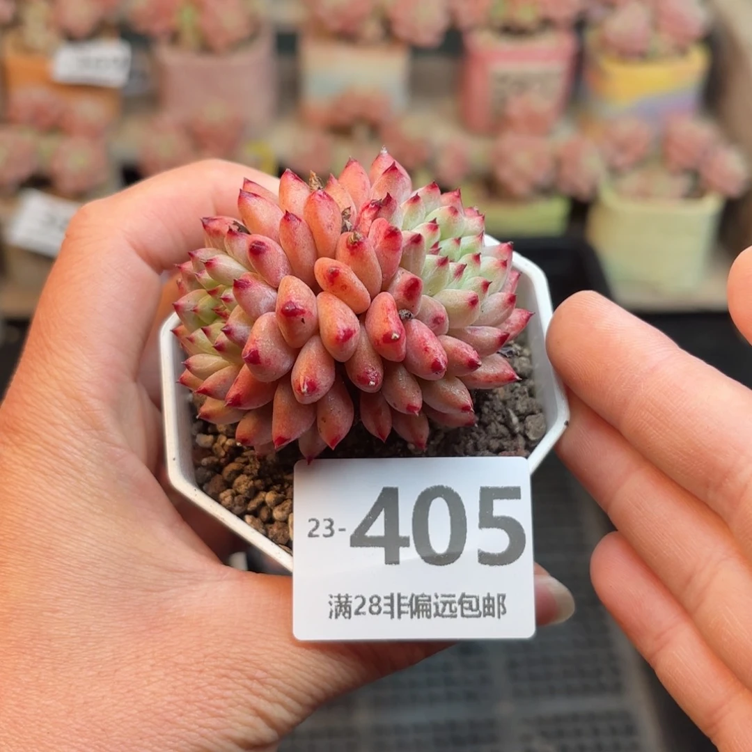 红精灵 一物一拍