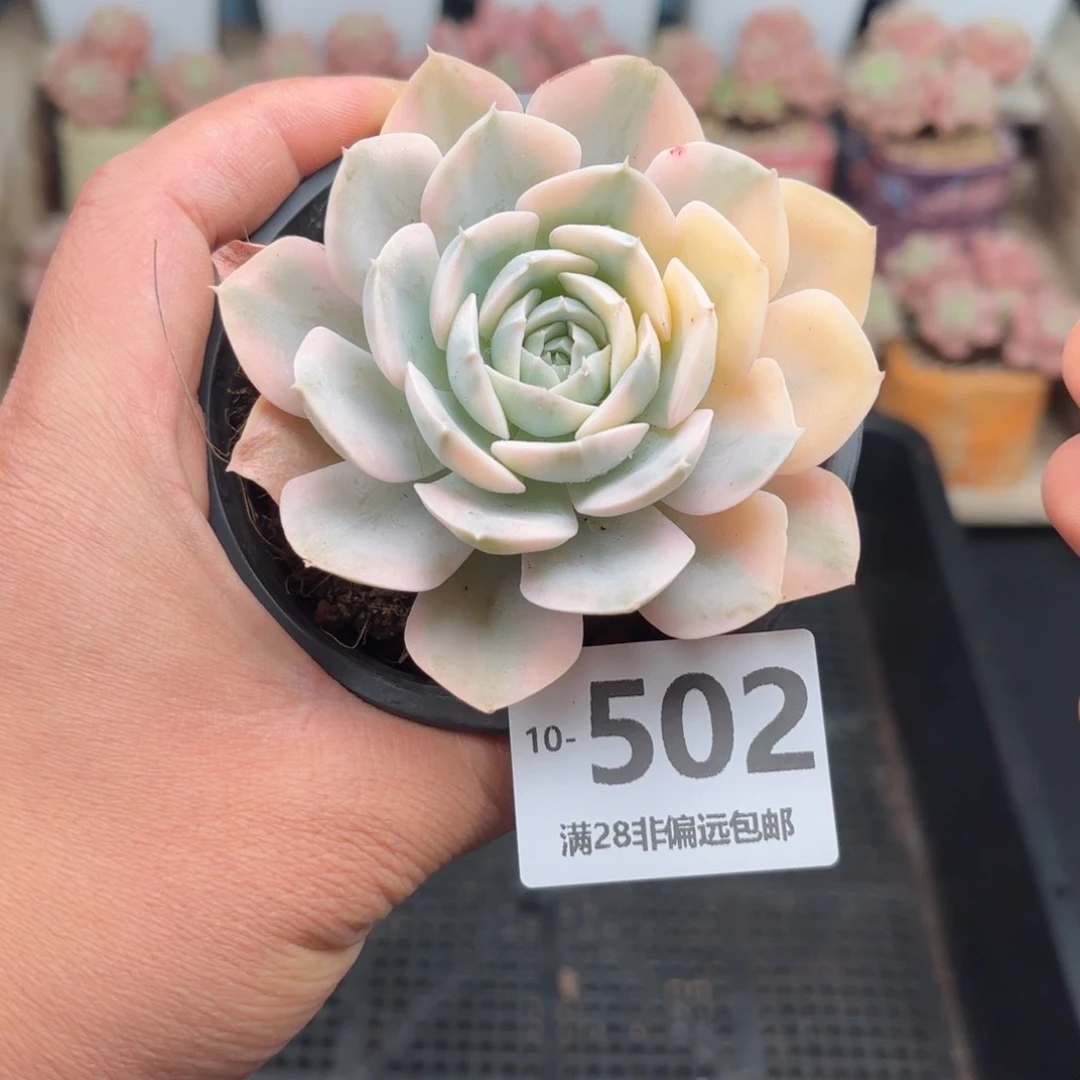 鲁氏锦 一物一拍