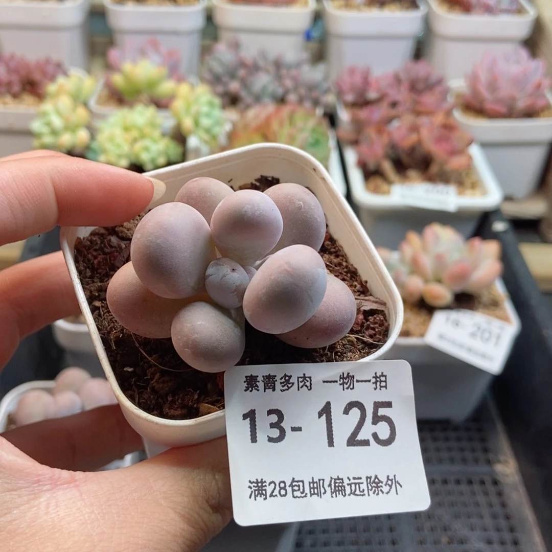 原始奶 一物一拍