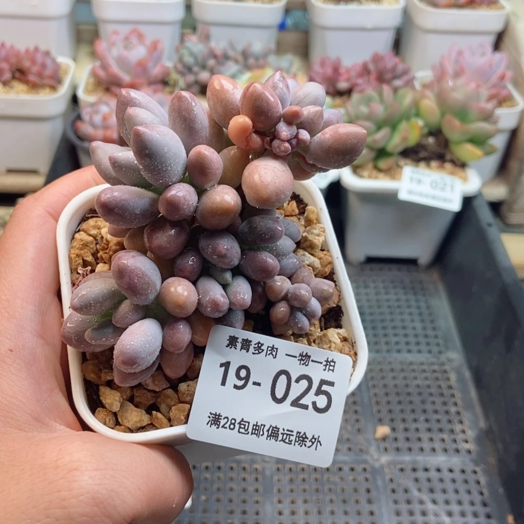 汤圆群 一物一拍