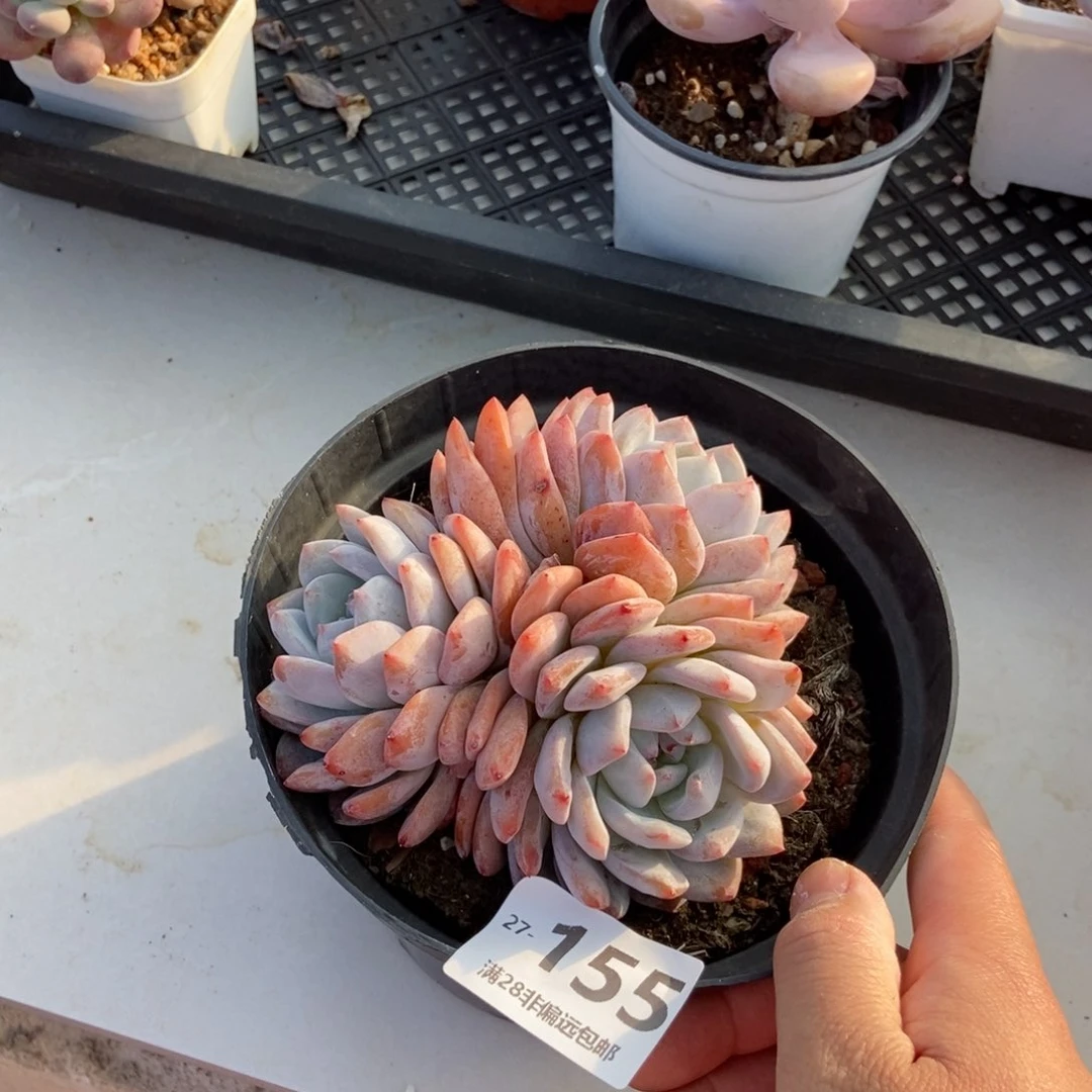 橙梦露群 一物一拍