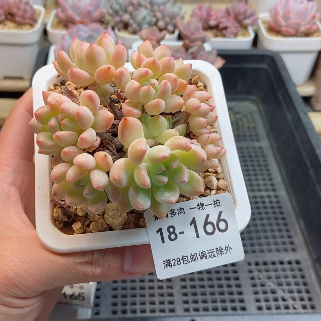 望舒群 一物一拍