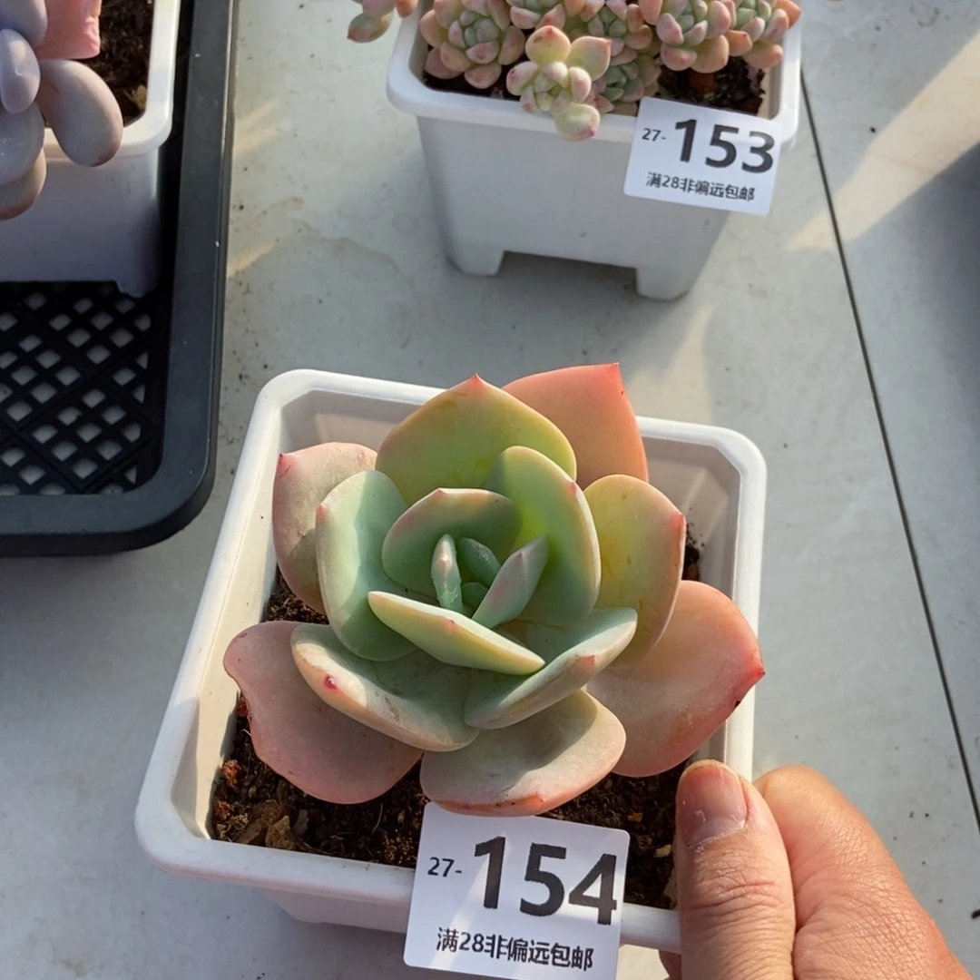 白凤 一物一拍..