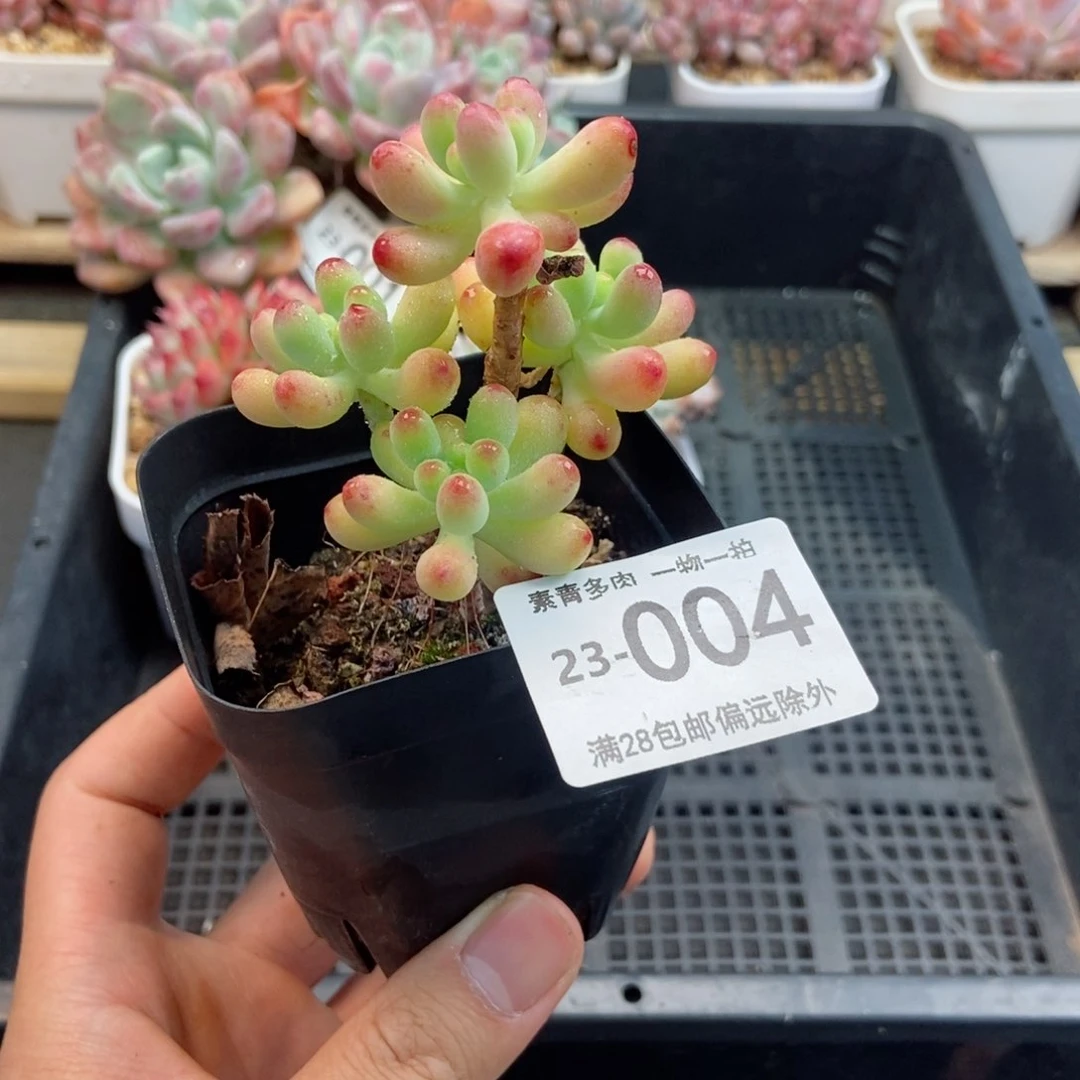 果冻已女心 一物一拍