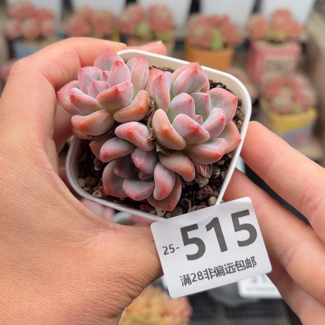 蛋吉 一物一拍..