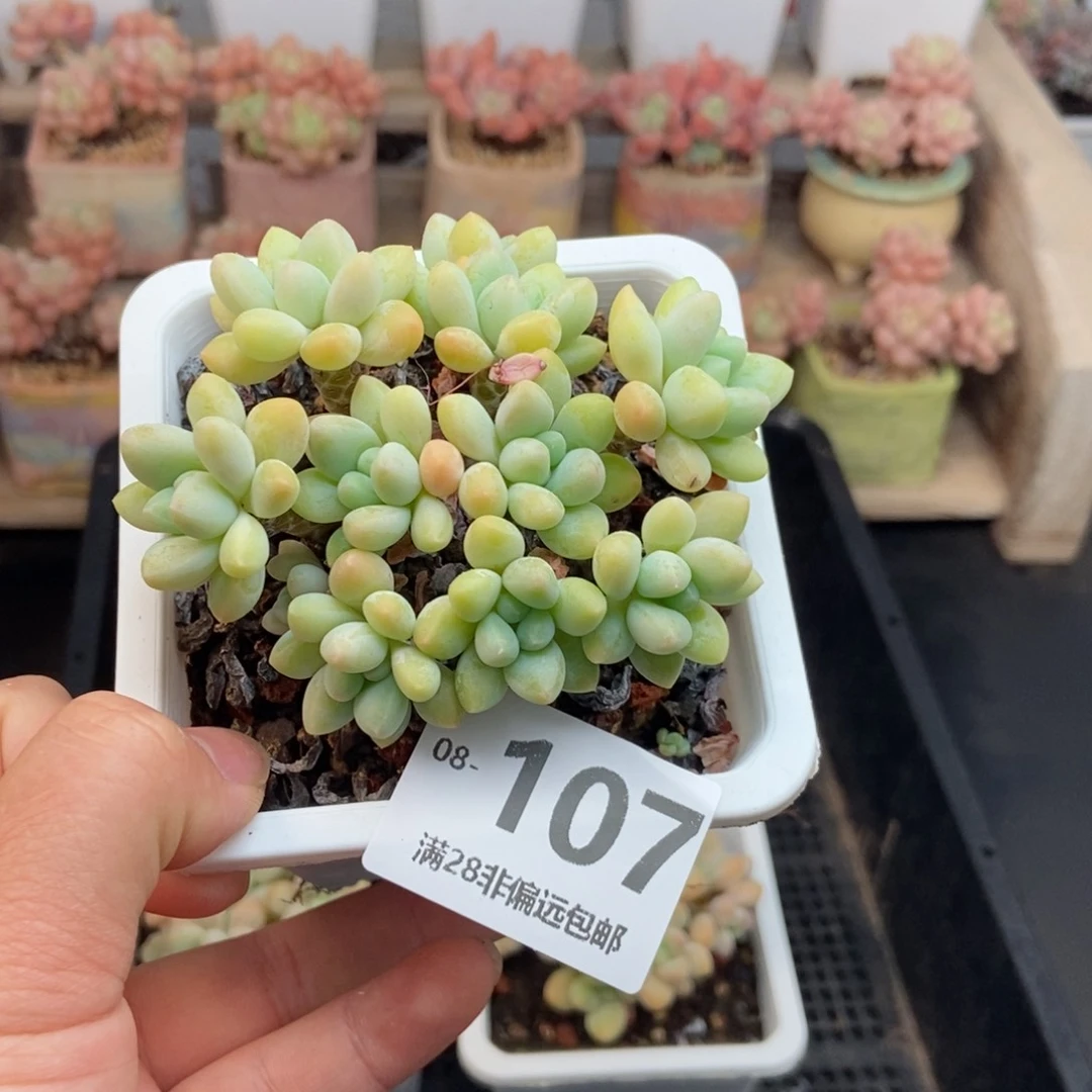 爱****~奶酪蛋糕 一物一拍