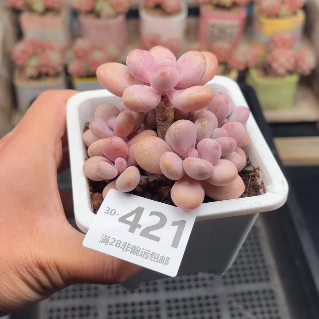 桃蛋群 一物一拍