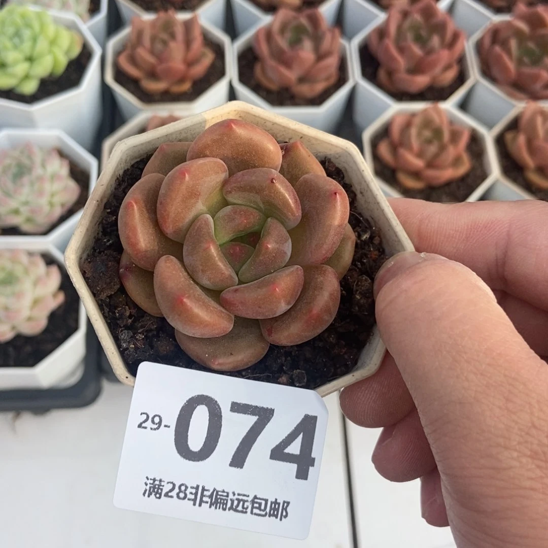 白兰地 一物一拍