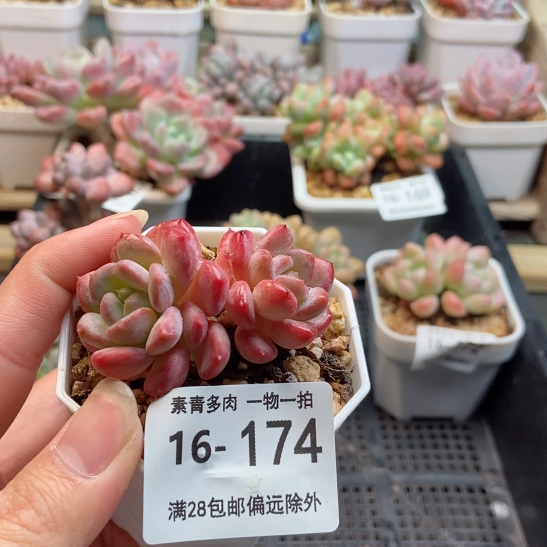 琥珀 一物一拍..