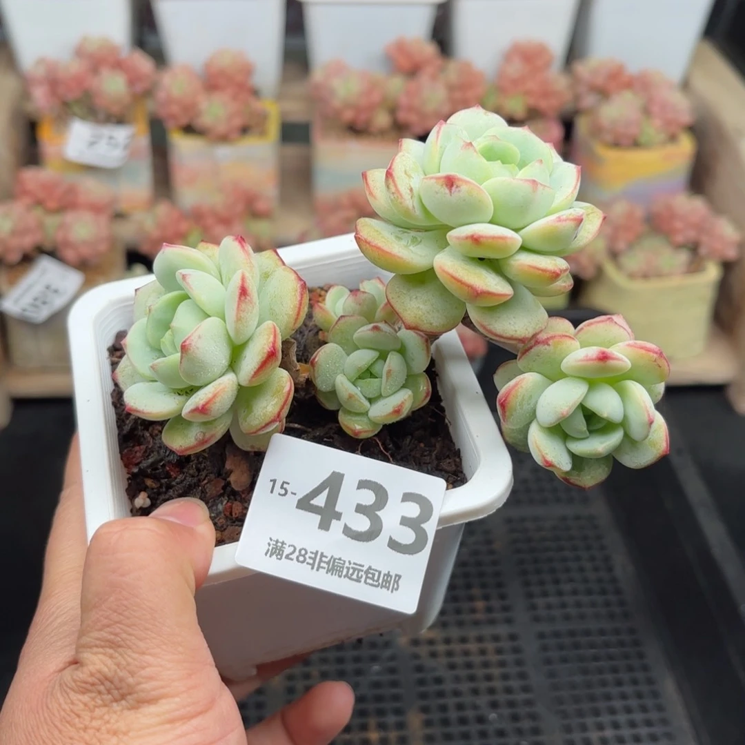 香草群 一物一拍