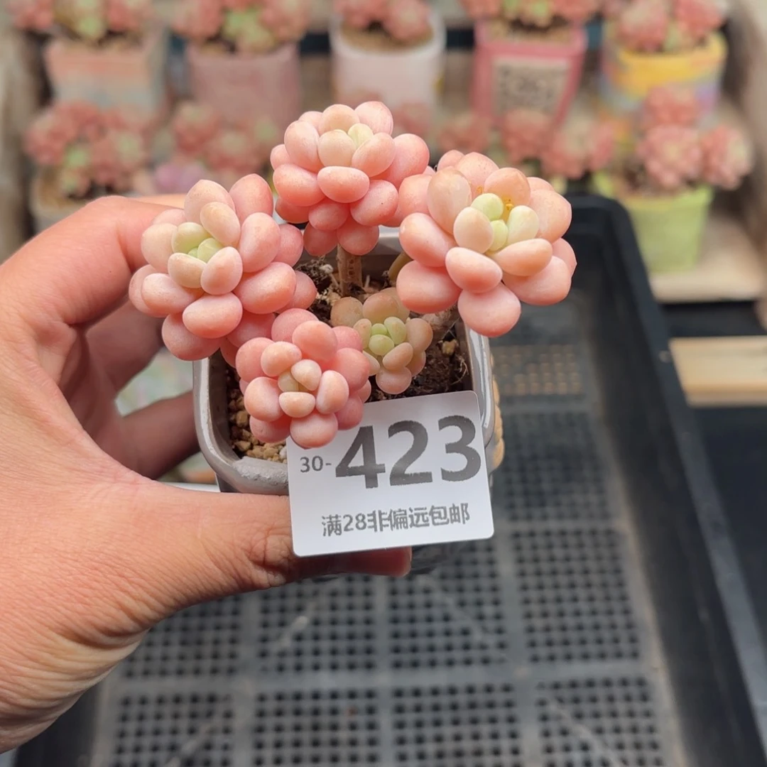 韩系圆叶洛可可 一物一拍