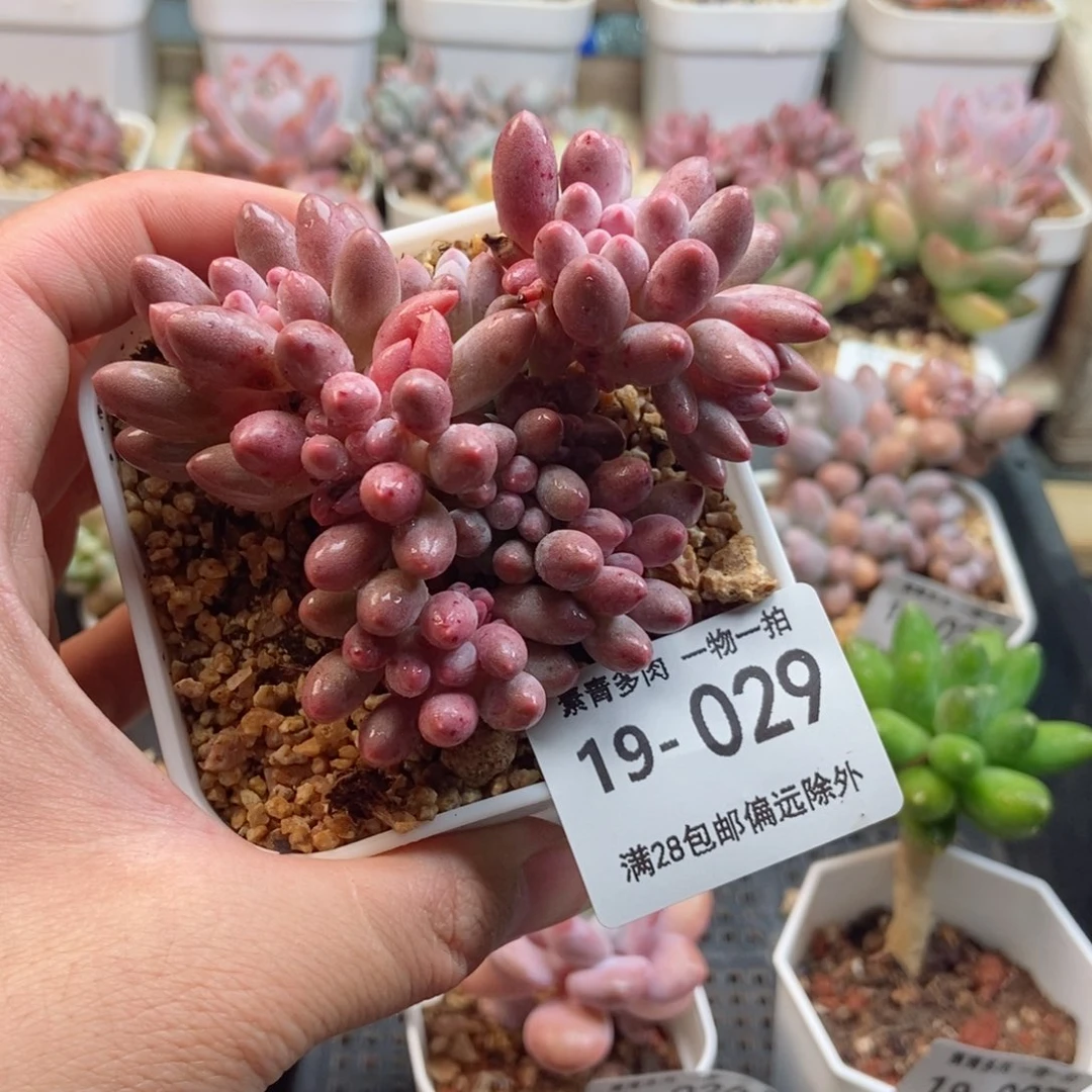 婴儿手指 一物一拍
