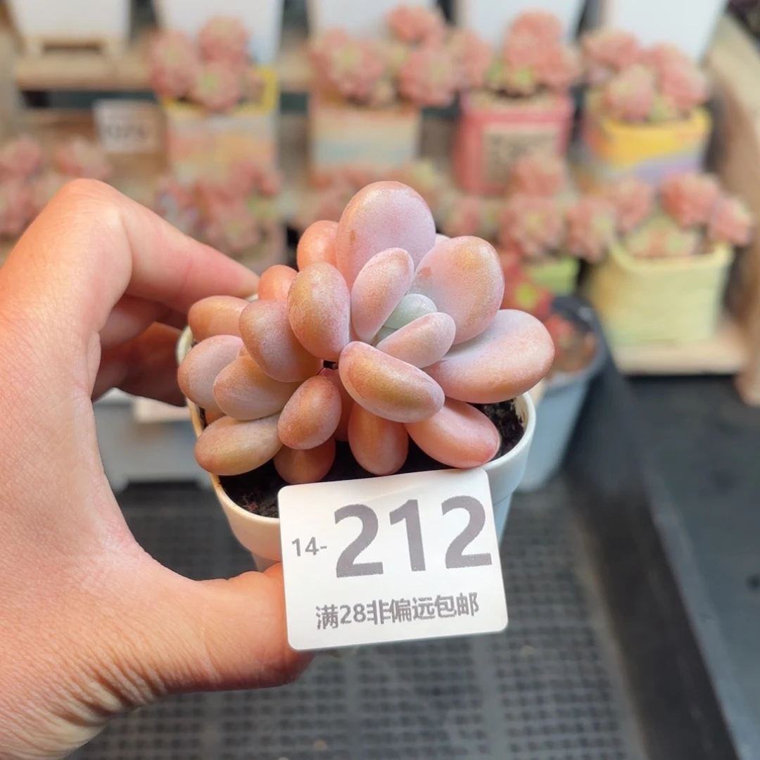 粉兔双头 一物一拍