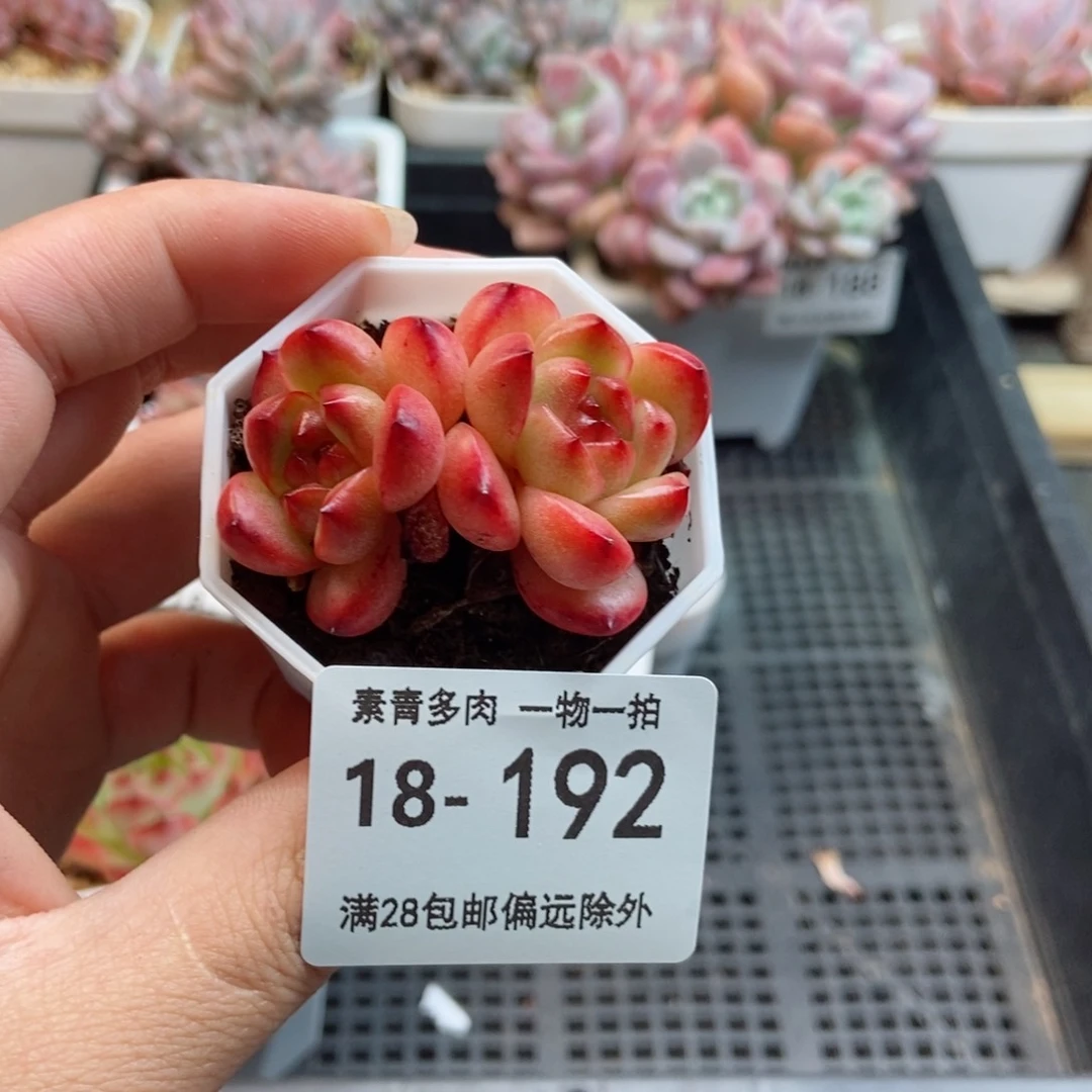 tm双头 一物一拍