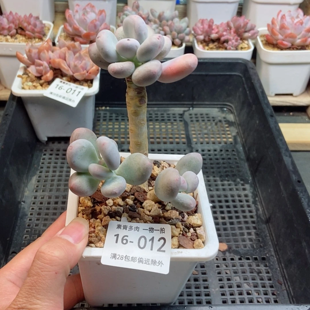 大叶奶 一物一拍