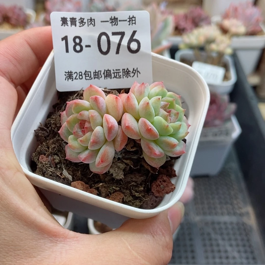 冰葡萄 一物一拍