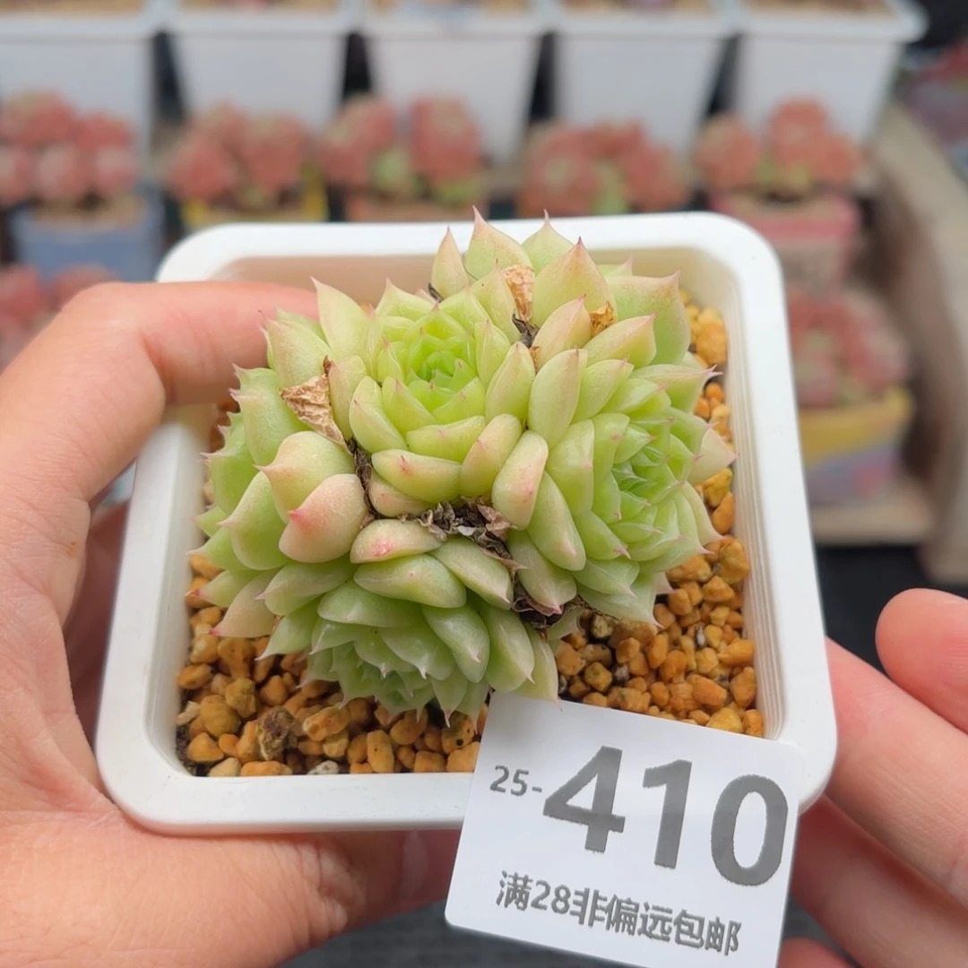 麦秆群 一物一拍