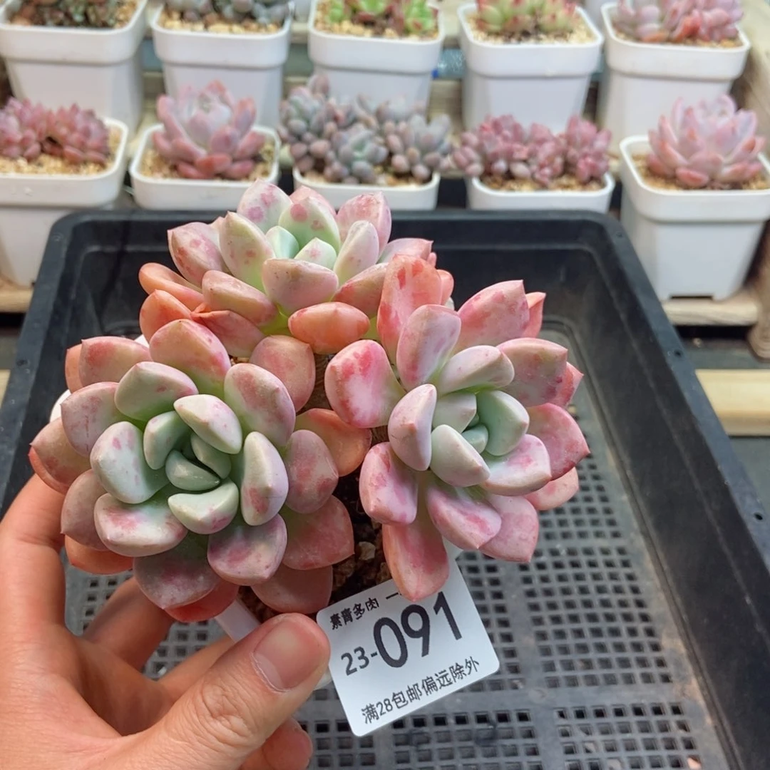 花斑露 一物一拍