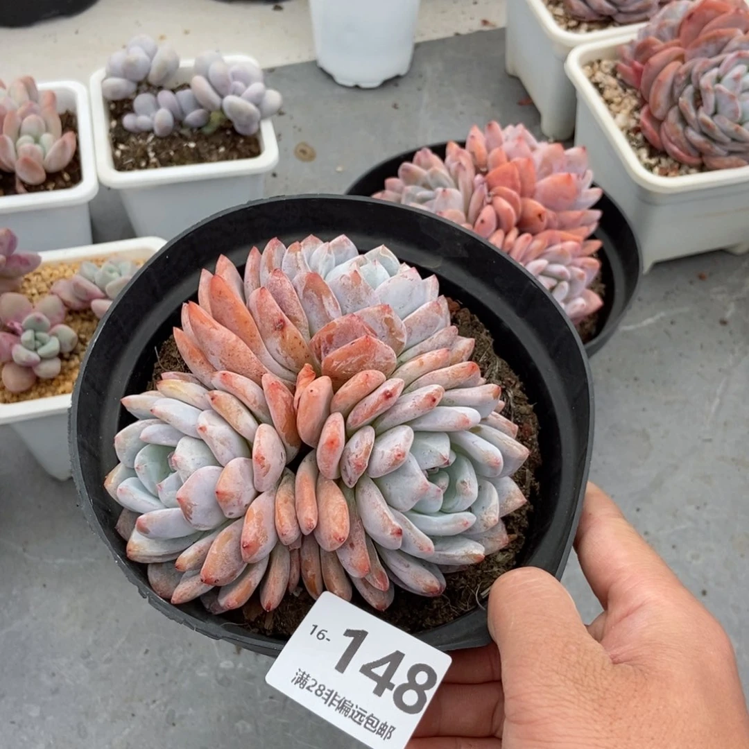 橙梦露群 一物一拍