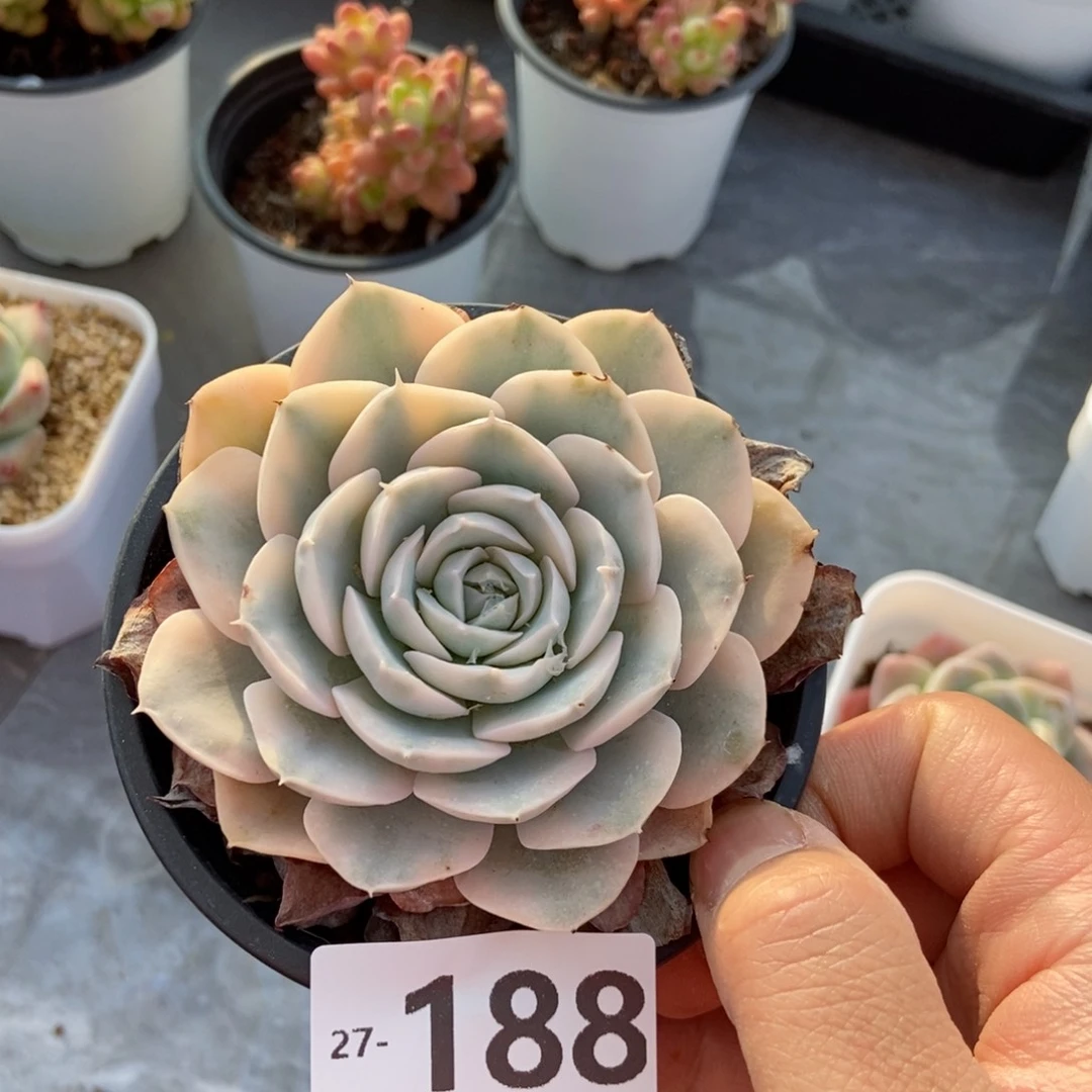 鲁氏锦 一物一拍