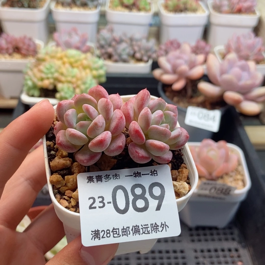 琥珀 一物一拍！n