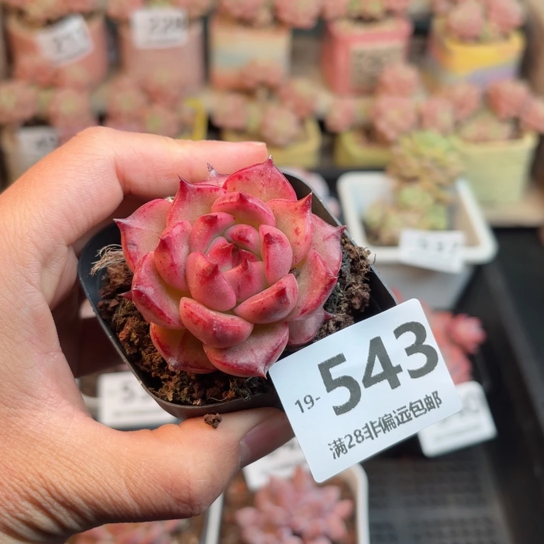 红颜蜜语 一物一拍