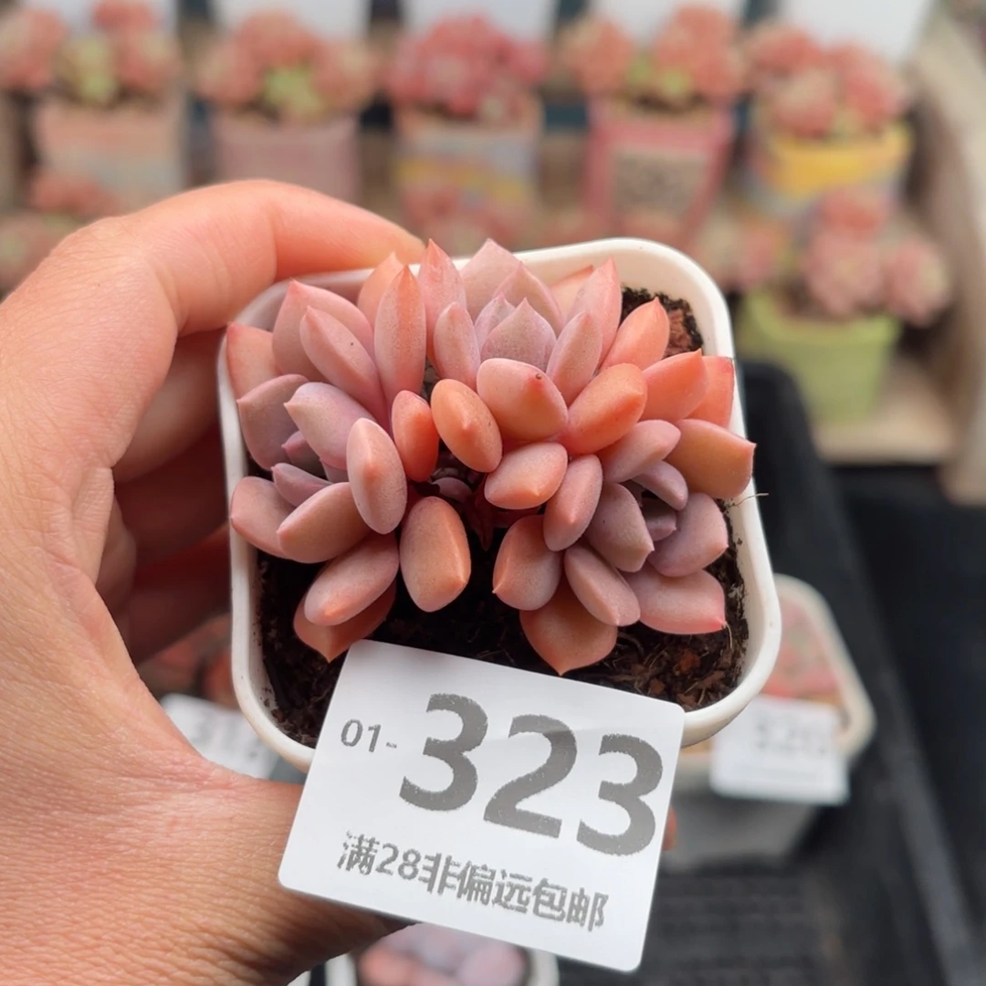 黛比群 一物一拍