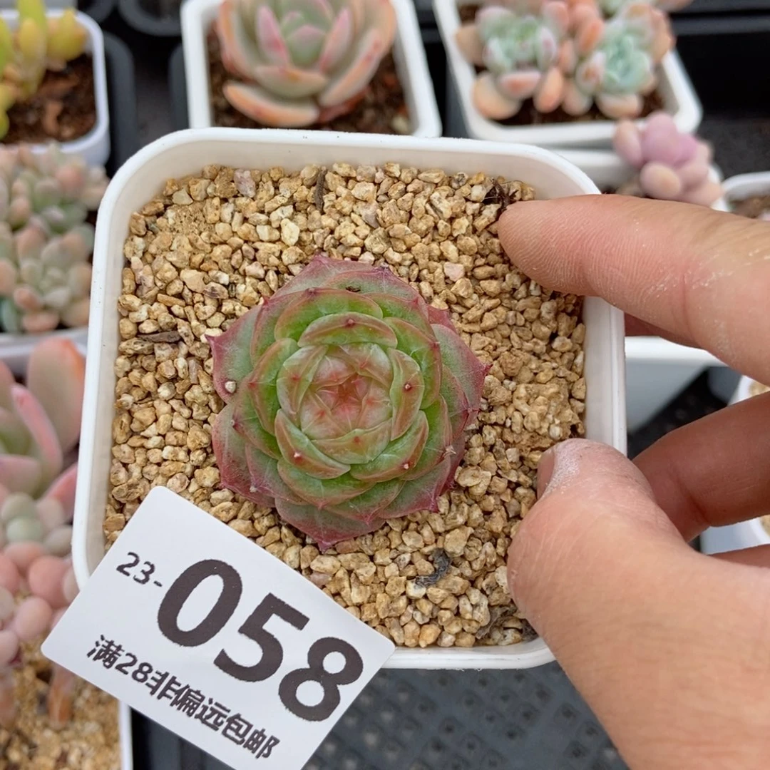 冻晨蜜 一物一拍