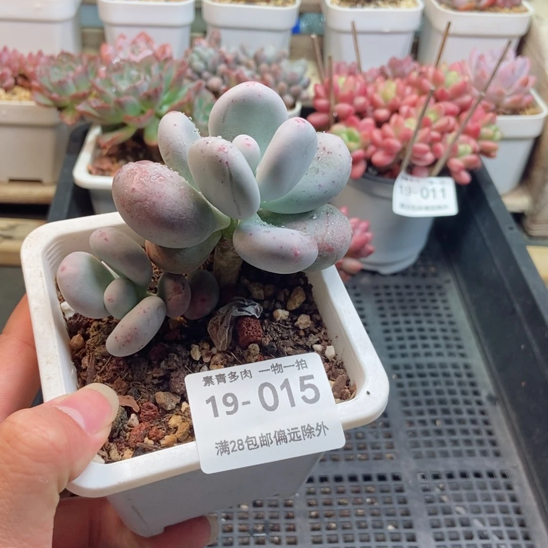 大叶奶 一物一拍