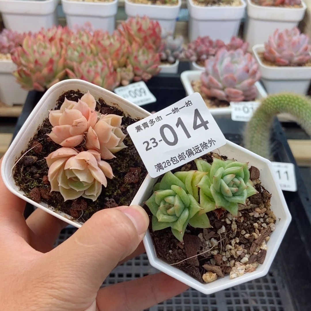两颗组合 一物一拍