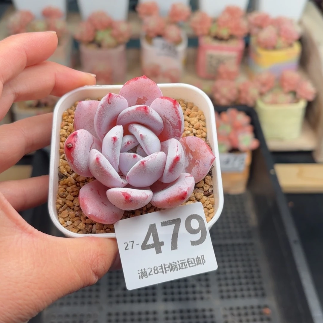 嫦娥 一物一拍..