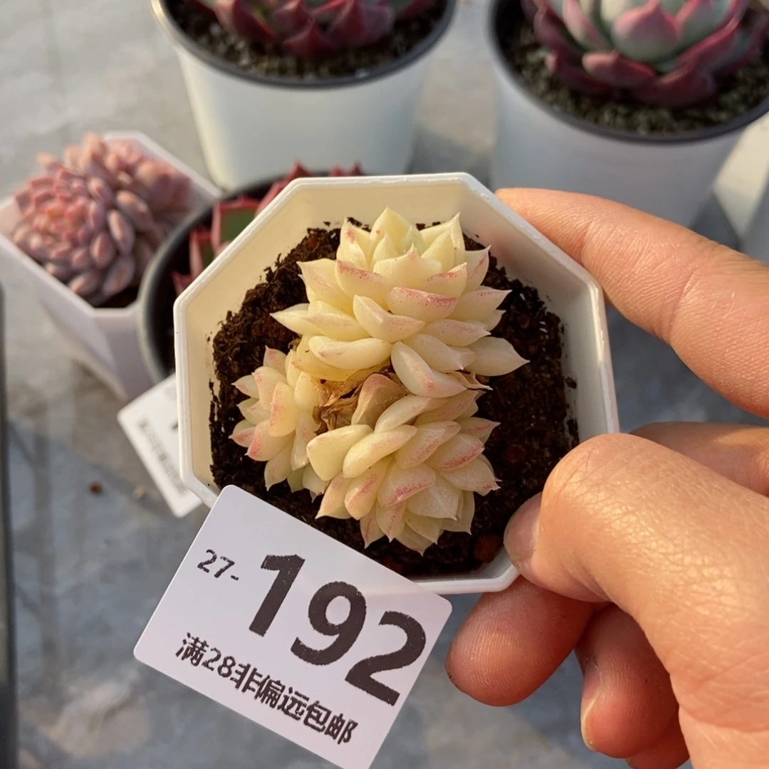 白天鹅 一物一拍