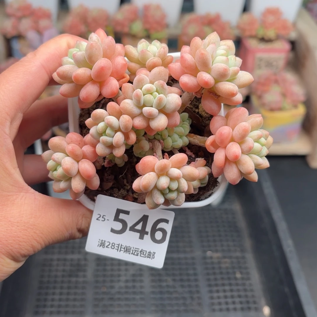 洛可可 一物一拍