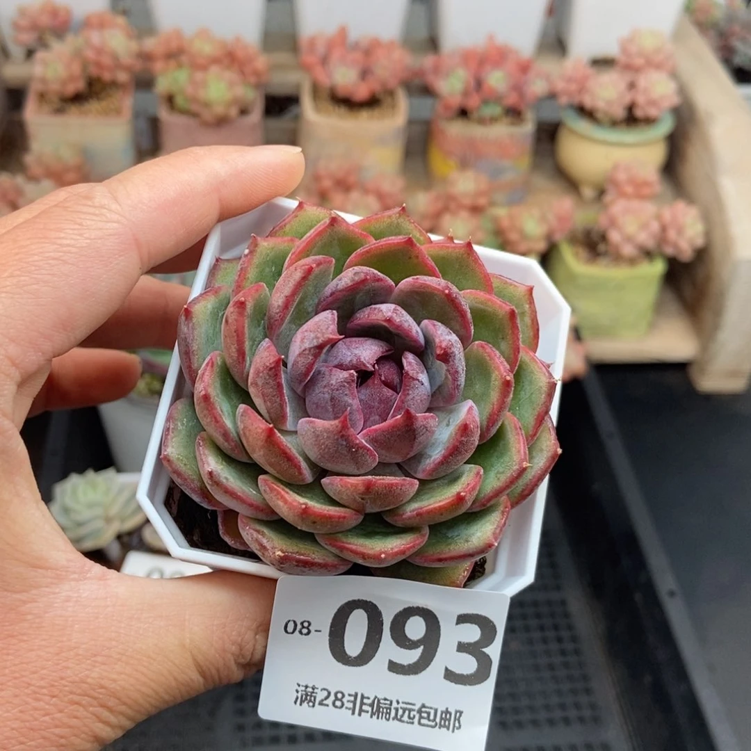 蓝莓 一物一拍..