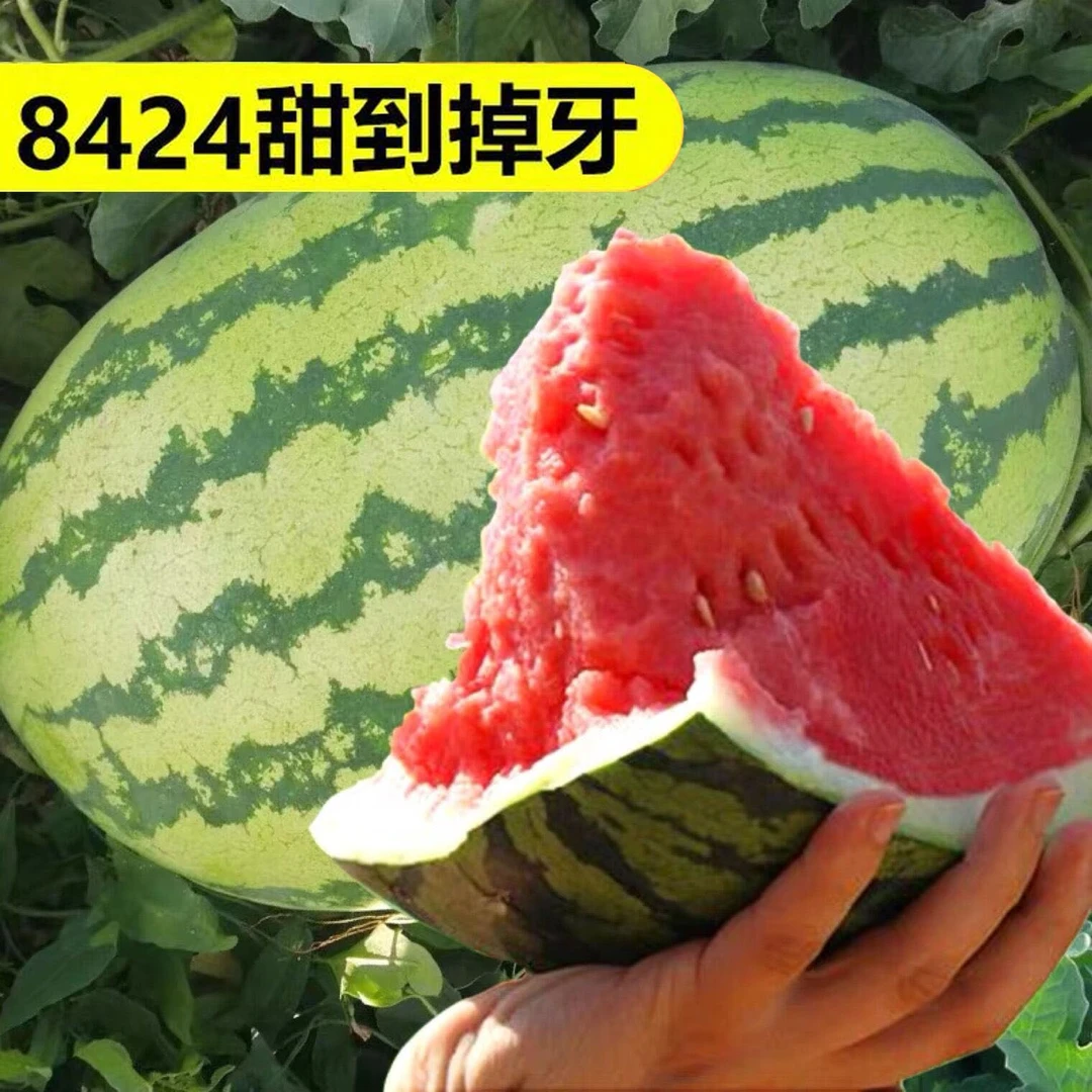 【甜掉牙8424西瓜】麒麟无籽西瓜种子大全种子水果瓜果蔬菜苗种孑