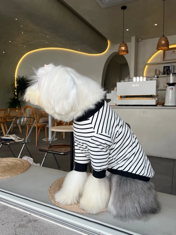 大狗衣服打底衫奥代尔小毛圈两脚衣服条纹衫百搭中大型犬金毛古牧