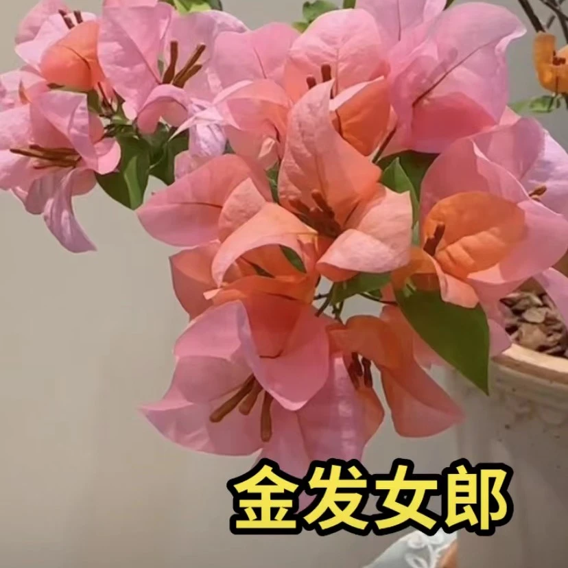 四季勤花三角梅盆栽庭院绿植爬藤植物