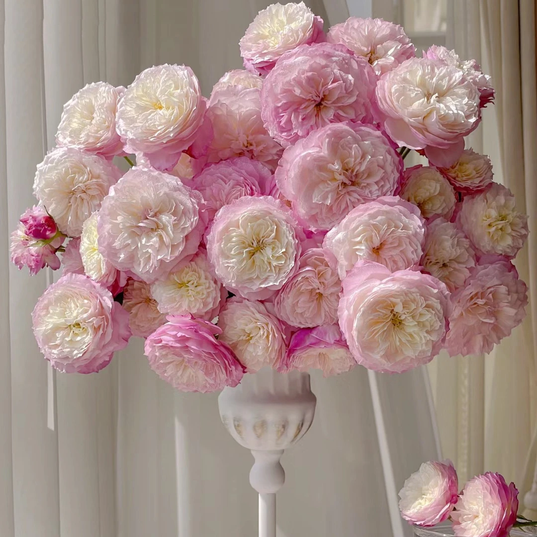 【藏花的房间】超高品质超稀有康斯坦茨玫瑰高档插花顺丰空运 HWY