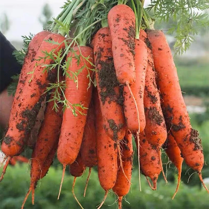 【现挖现发】河南农家自种新鲜带泥胡萝卜水果萝卜5斤装