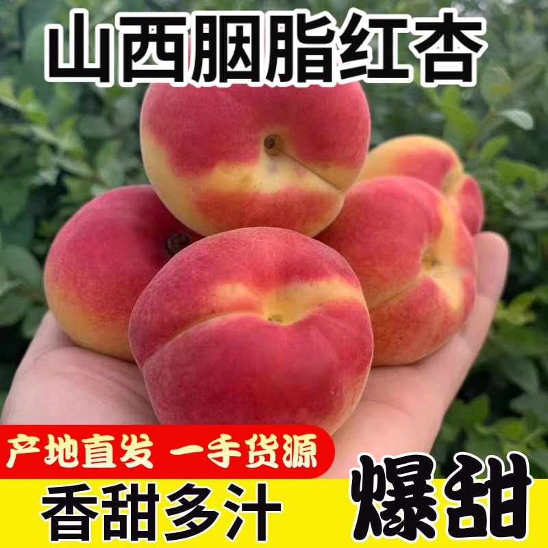 胭脂彩虹红杏 杏子软糯香甜杏仁也是甜的 新鲜水果