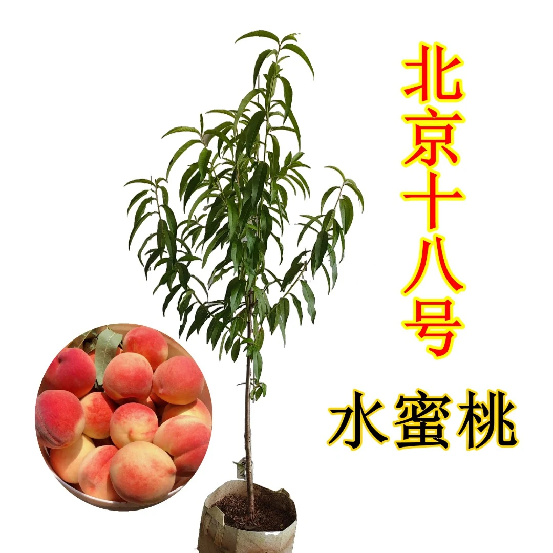 【北京18号】大果水蜜桃树苗 软硬双吃先脆甜后蜜甜 盆栽桃树果树