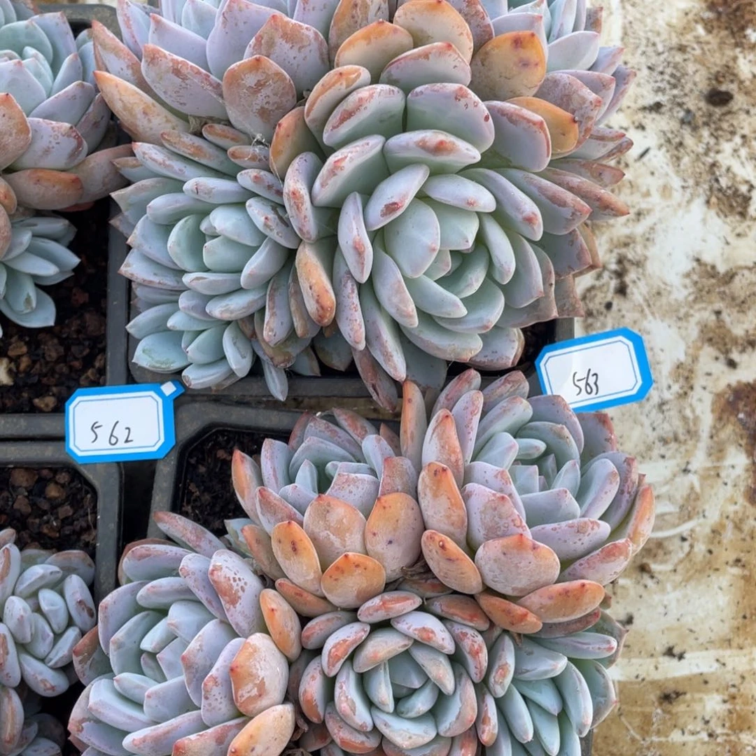 橙梦露单，一物一拍563