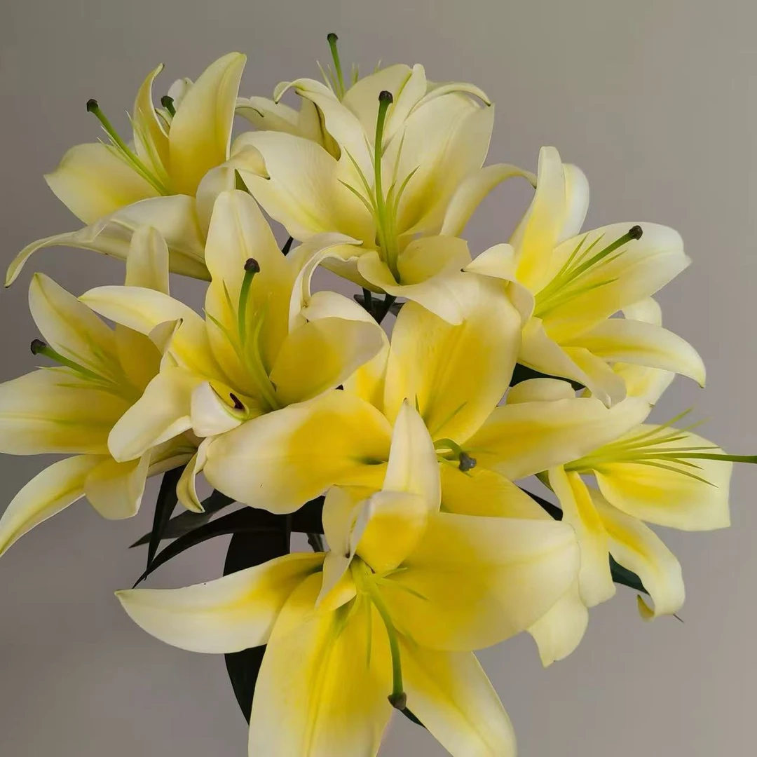 三头黄金甲百合3支--任意两单顺丰包邮[小王]