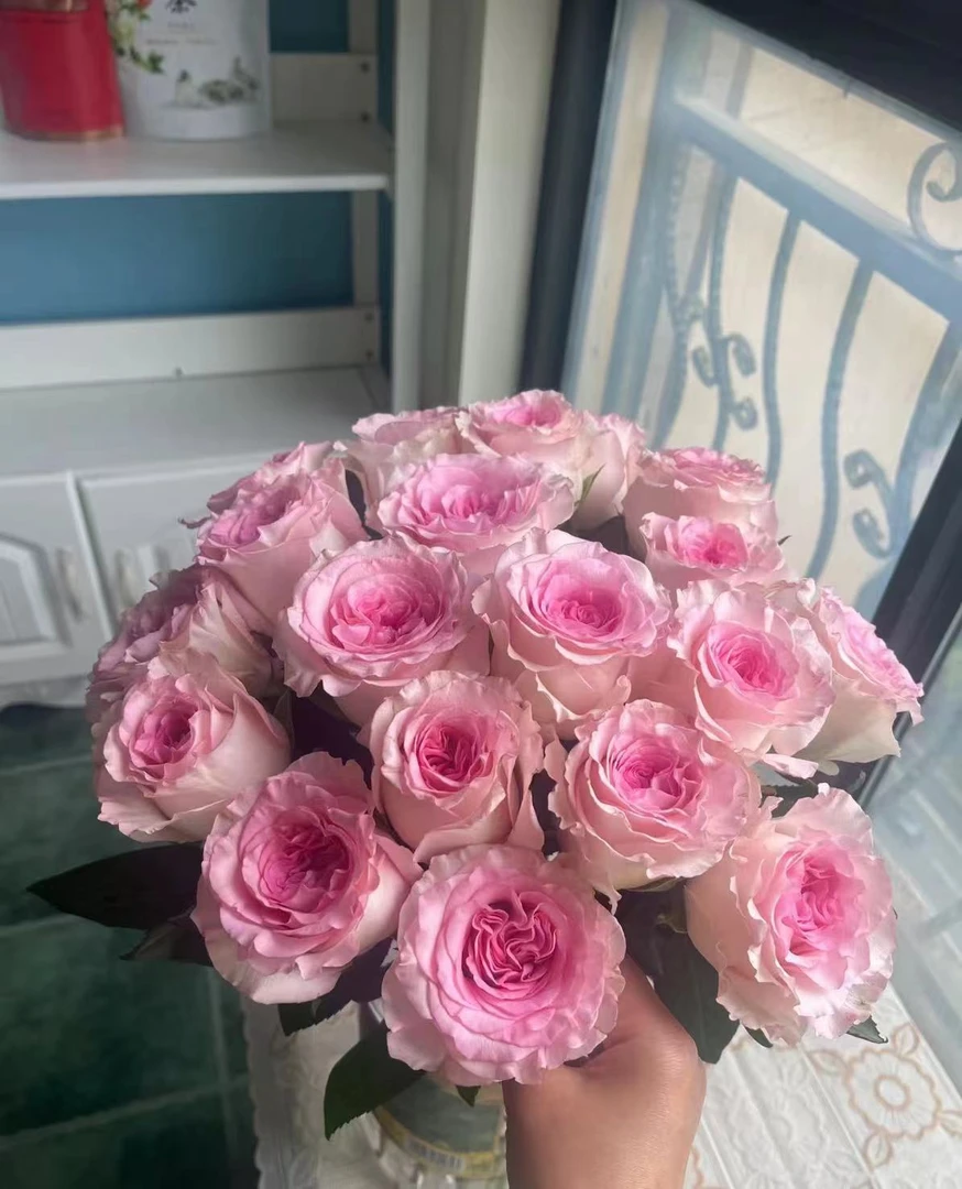 【洛神】单头玫瑰 云南鲜花 两单顺丰冷链