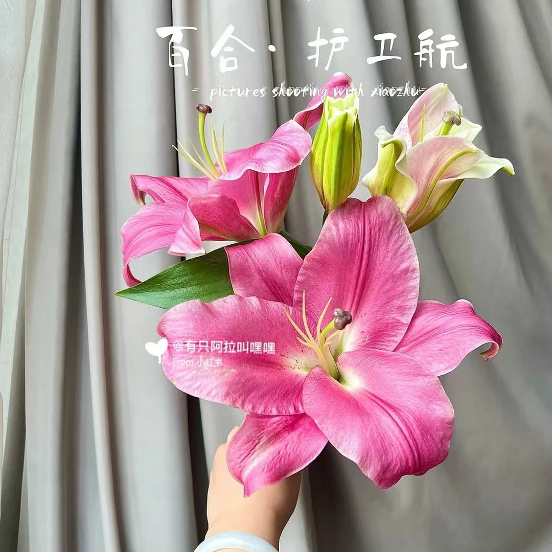 [小王]A级三头护卫舰香水百合 云南鲜花