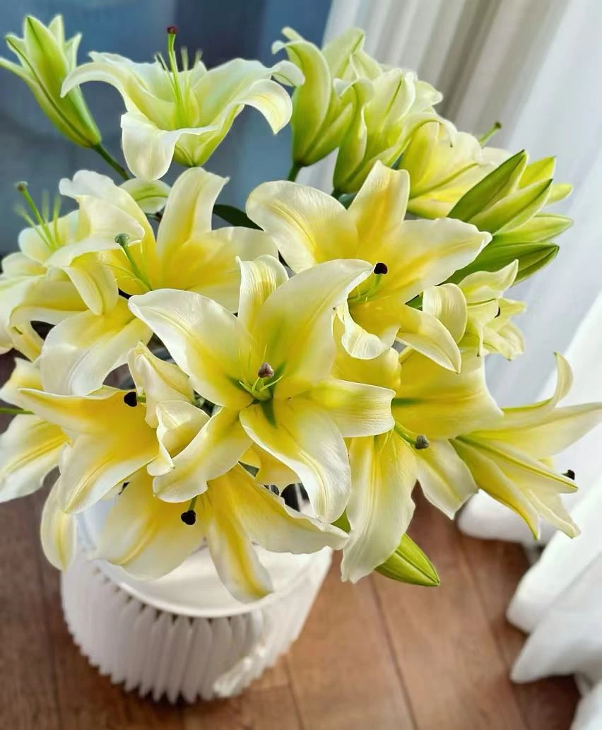 【阿卷哥专属】三头黄天霸香水百合 云南鲜花顺丰包邮