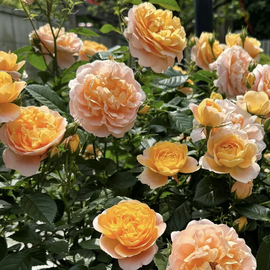 果汁阳台【180盆】丛生月季花盆栽庭院阳台易养护