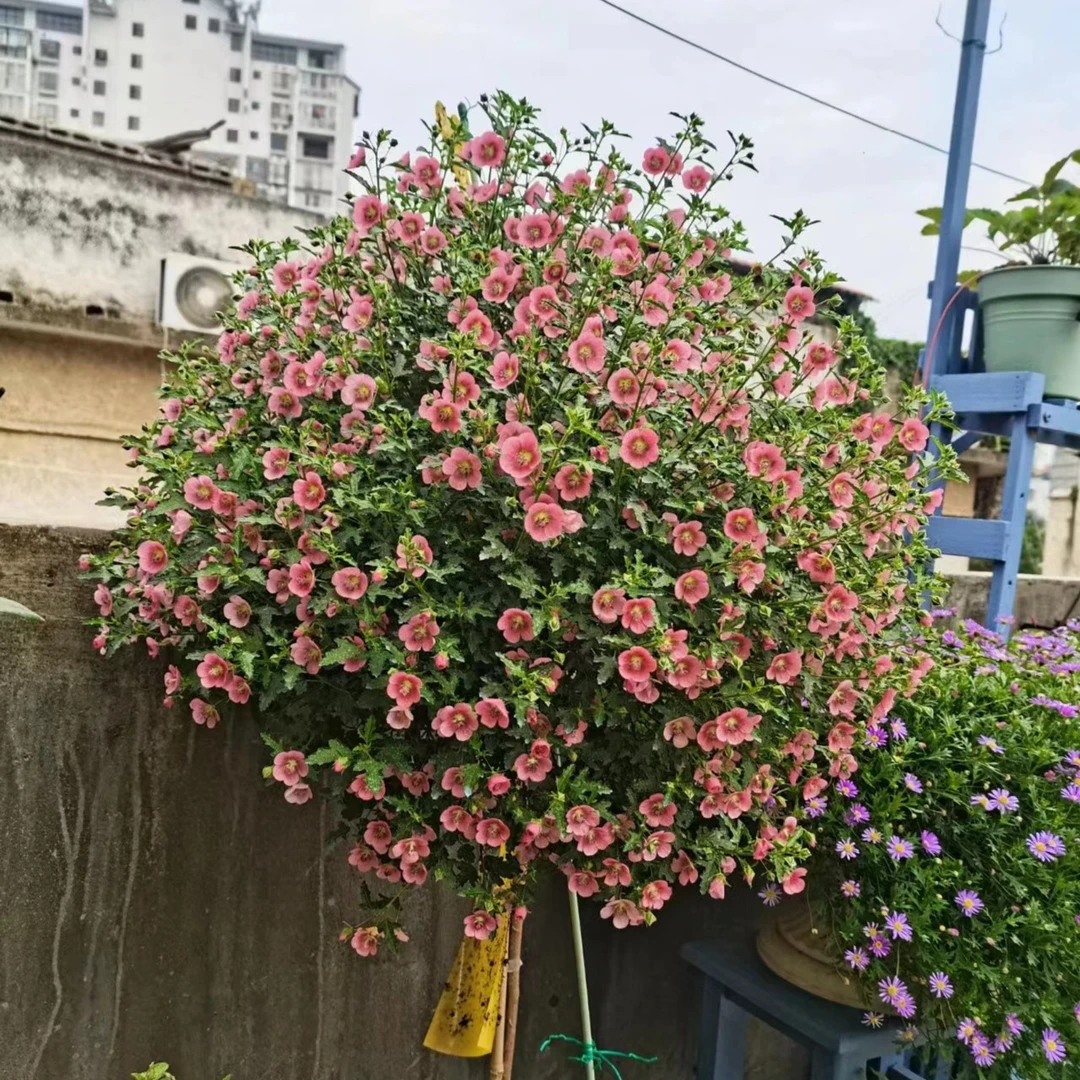 小木槿 棒棒糖春季夏季秋季冬季庭院阳台易成活多年生盆栽